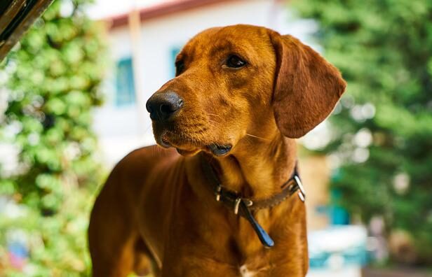 Dog stands outside with a serious expression, looking to his right