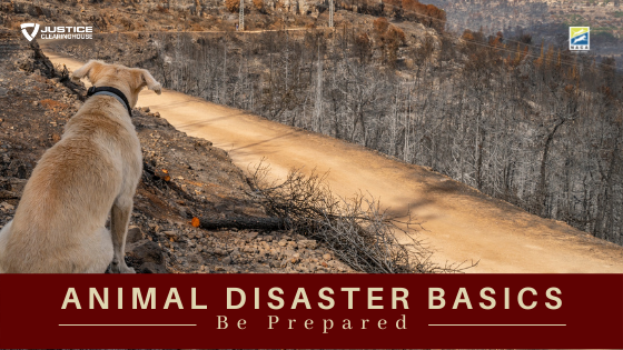 Dog looks out over area affected by fire