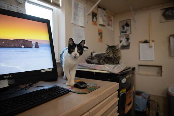 Cat stands near computer