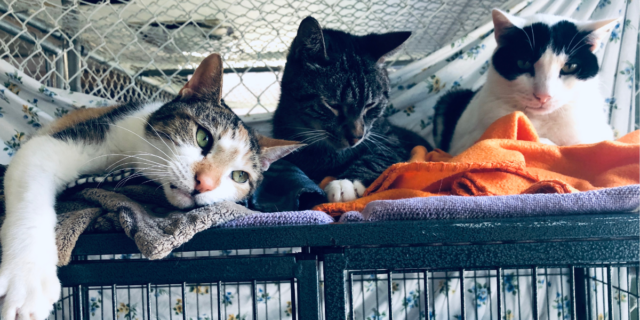 Three cats rest together in the shelter