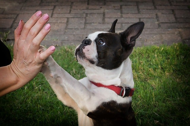 Black and white Terrier high fives woman's hand