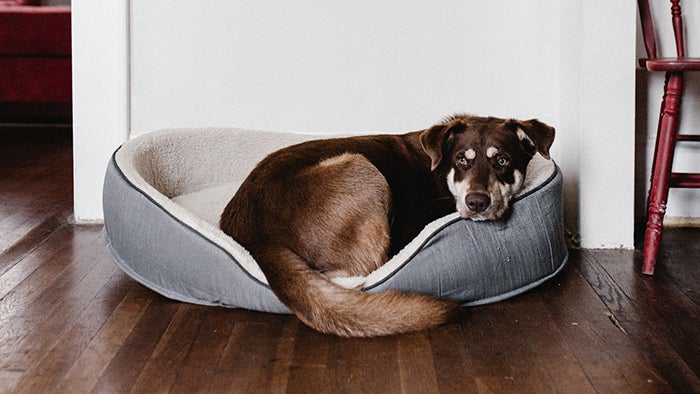 Dog lies in dog bed
