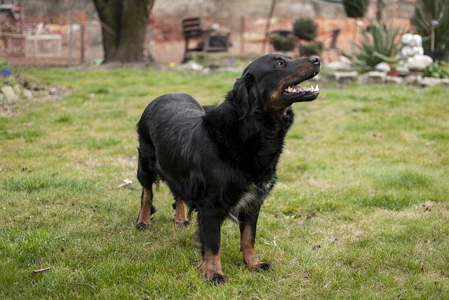 Dog stands on green lawn in front of tree