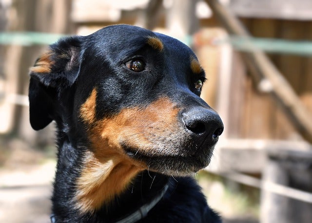 Profile of dog with expressive eyes