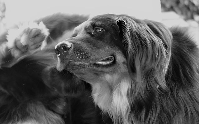 Dog stretches to scratch an itch