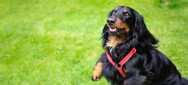 Webinar – 3/29/23 – Predation Substitute Training – A Holistic Training Program To Stop Dogs From Chasing! – PPG (fee applies)