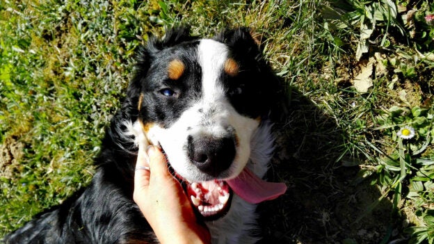 California for All Animals #allthenews: Over 90 Grants Awarded to Shelters This Spring