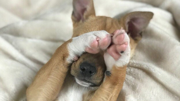 Webinar – 9/18/24 – Stranger Danger! Advocating for and Advancing Your Human-Reactive Dogs – Dogs Playing for Life (fee applies)