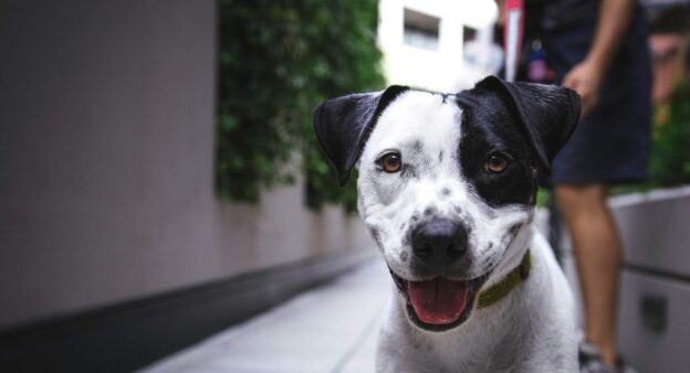 Discover the Right Place for At-Risk Animals in a New Course from Maddie’s Million Pet Challenge