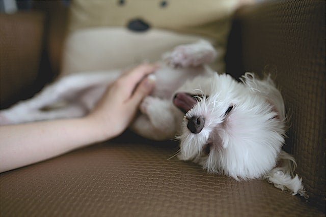 Dog relaxes while friend pets his belly