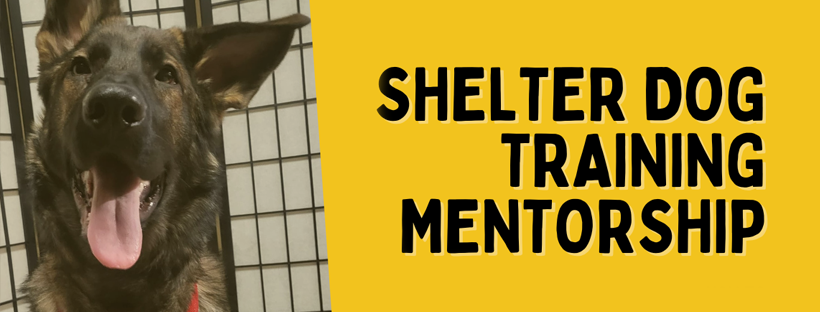 Shelter Dog Training Mentorship from Shelter Behavior Hub