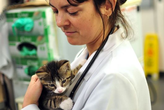 Veterinarian holds young cat in arms