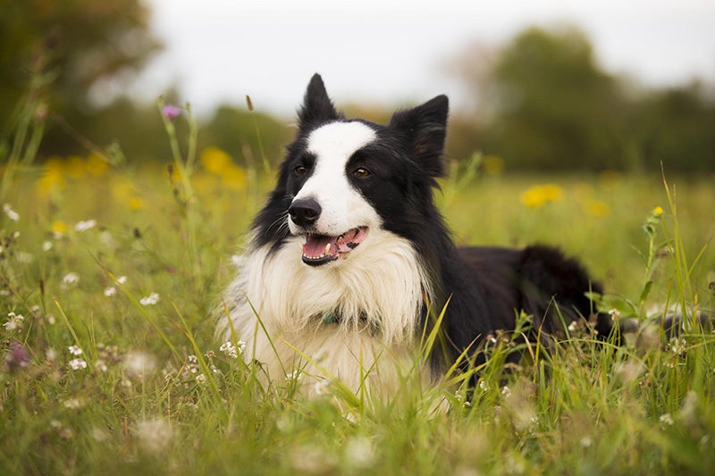 Black and white border collie lies among flowers in a green field