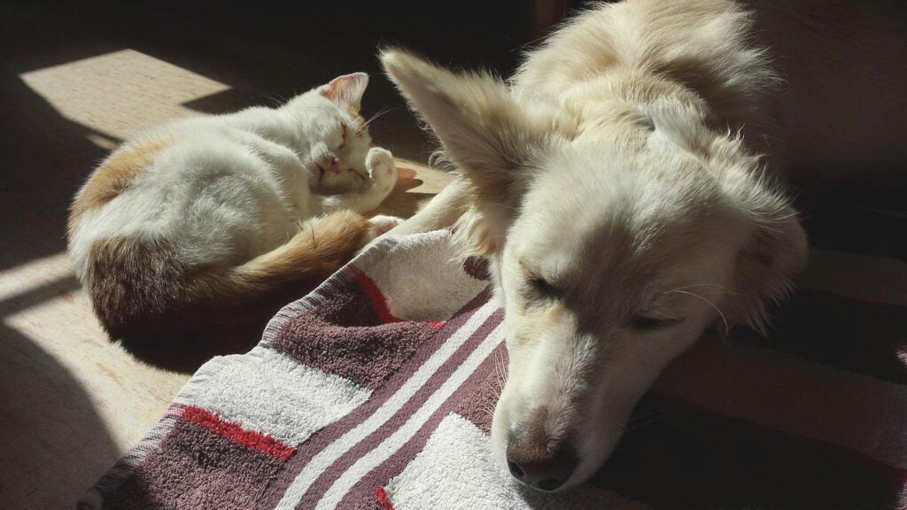 Kitten and dog sleep side-by-side as sunshine streams in