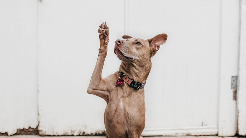 Dog raises paw in the air