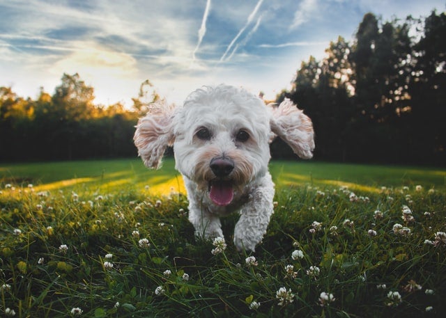 Small white dog runs happily under blue sky