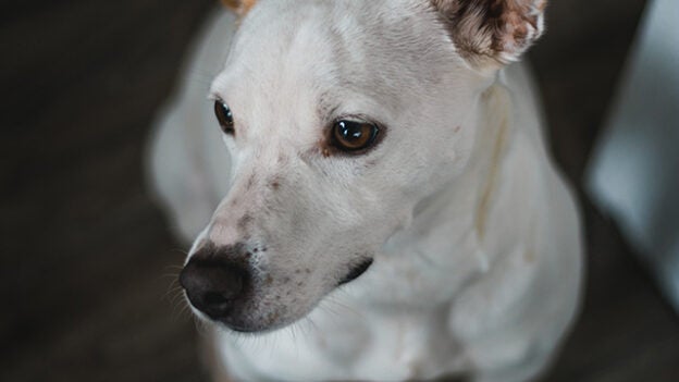 Webinar – 7/28/22 – An In-Depth Look at Counter Conditioning – PPG (fee applies)