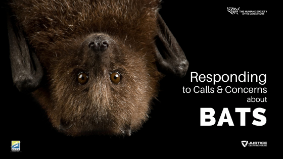 Responding to Calls and Concerns About Bats webinar graphic
