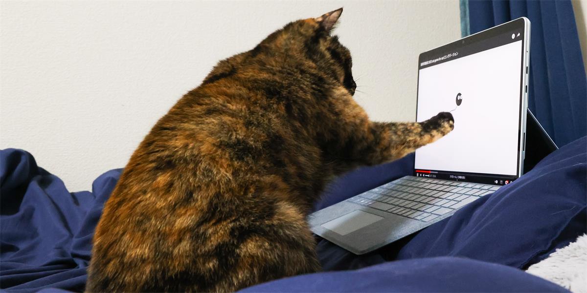 Cat paws at laptop screen