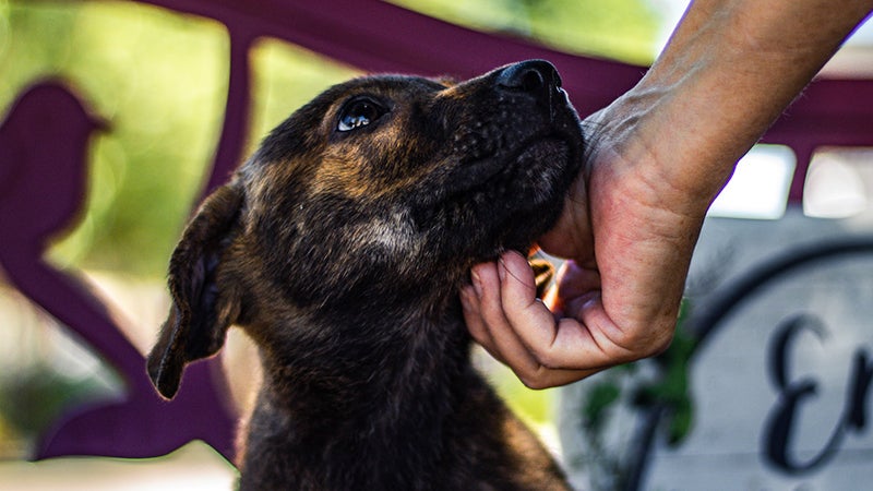shepherd/lab mix puppy looking at woman petting his head at animal shelter