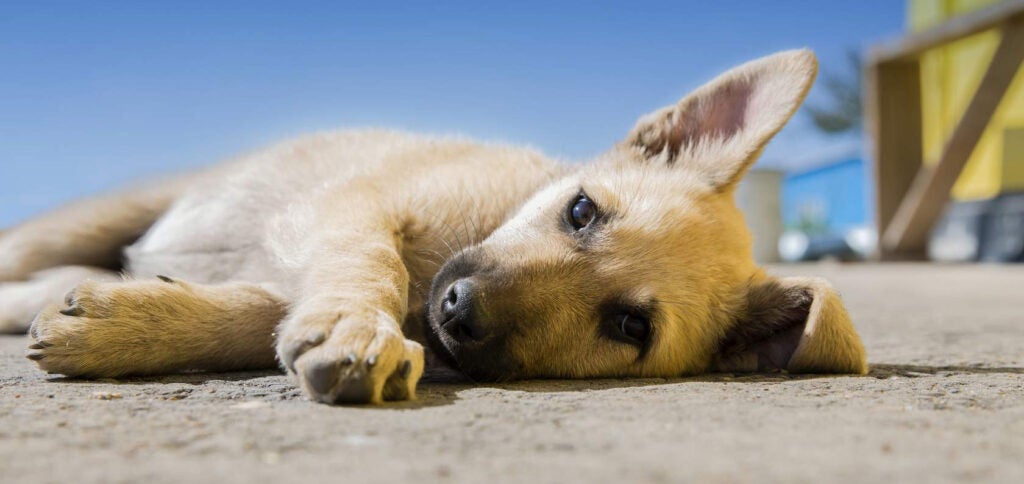 Young dog lies outside with paws outstretched