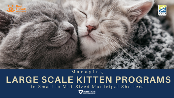 NACA webinar on managing large-scale kitten programs