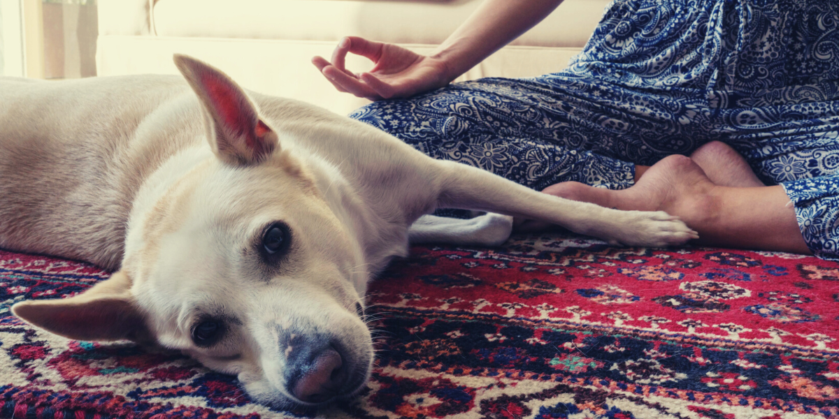 Dog lies next to person who is meditating
