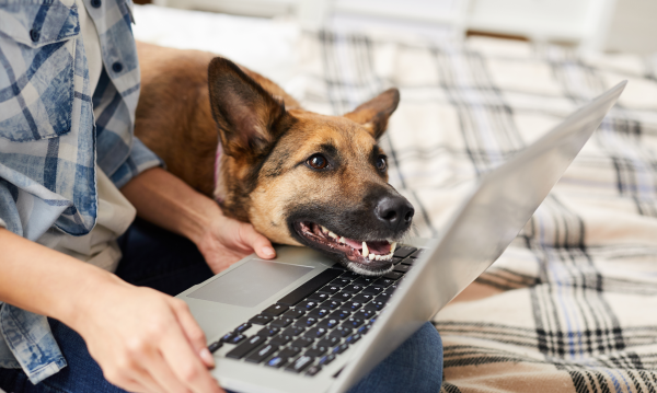 Person holds laptop in lap and dog rests head on keyboard