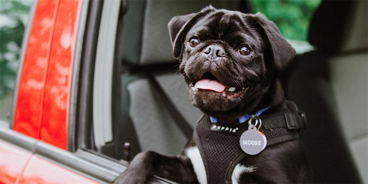 Black dog wearing a nametag that says 'MOOSE' looks out window of parked vehickle