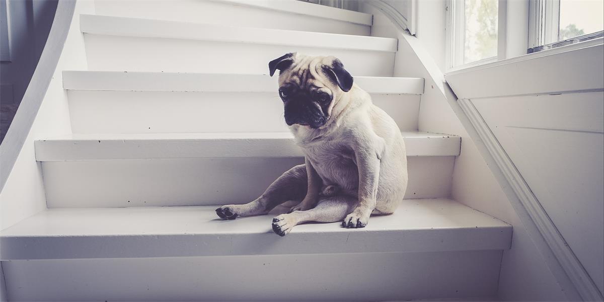 Pug sits alone on staircase