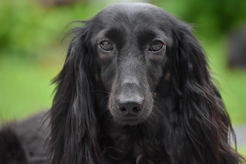 Dog sits against lush outdoor background