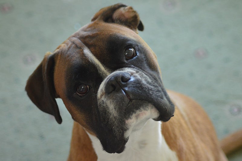 Boxer turns head curiously