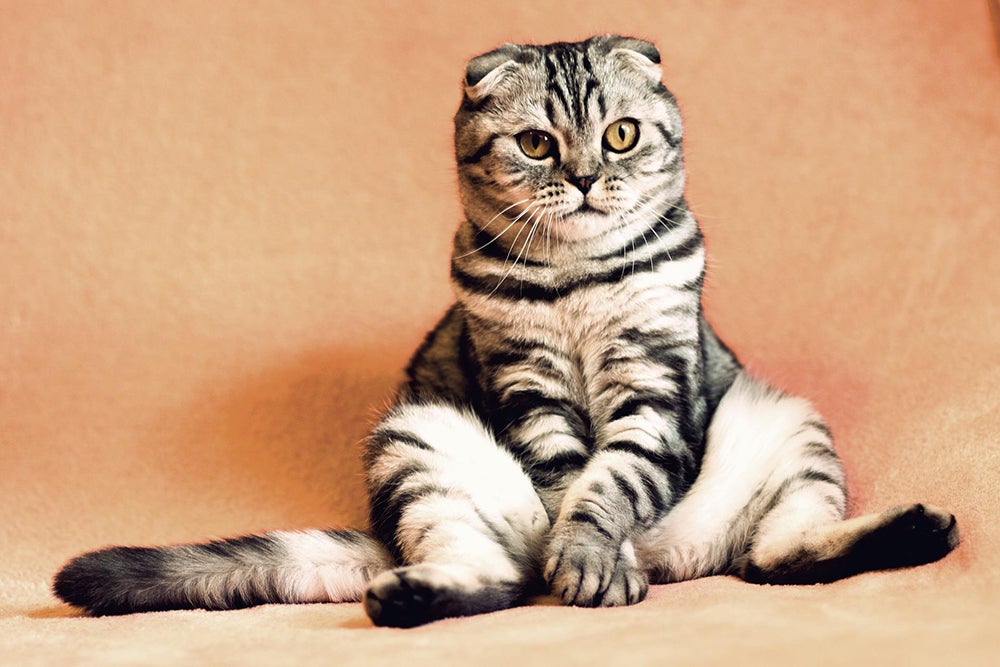 Scottish Fold cat sits with paws crossed