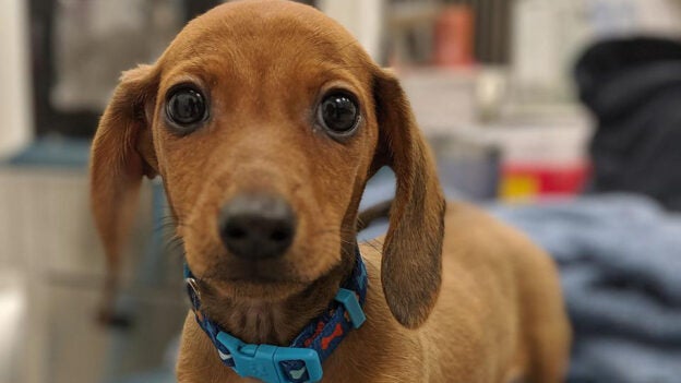 Webinar – 8/24/22 – Fear Free and Physical Rehabilitation – Fear Free