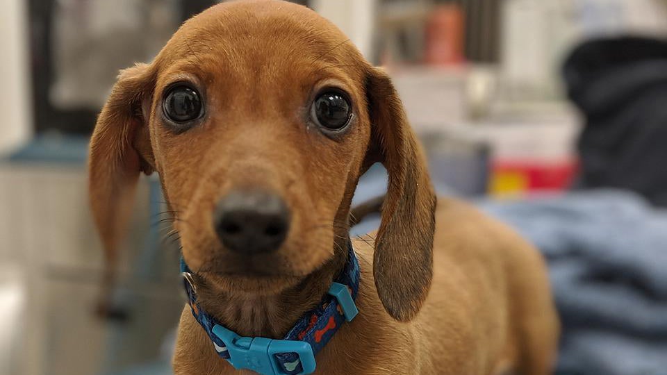 Timid dog waits at vet