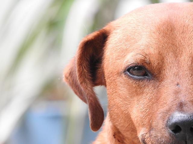 Close-up of one side of dog's face