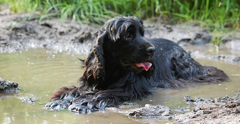 Shaggy black dog rests in muddy pond