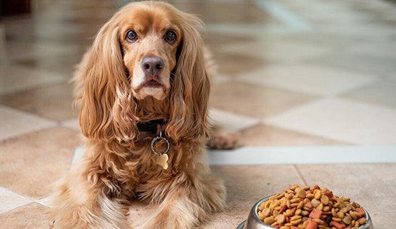 English Cocker Spaniel sits next to bowl of food