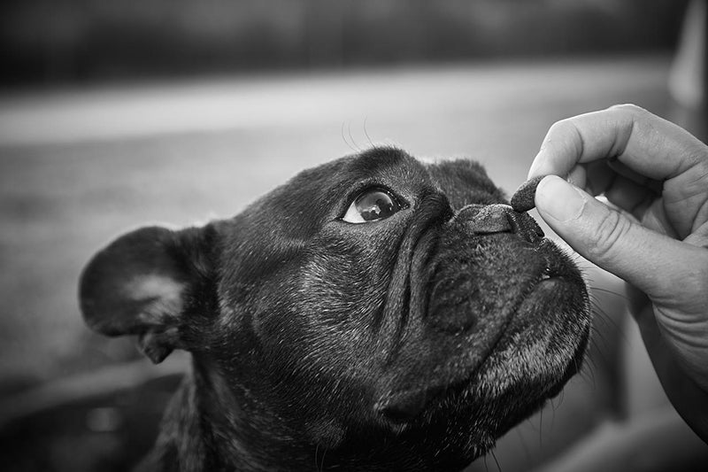 Hand offers piece of food to French Bulldog