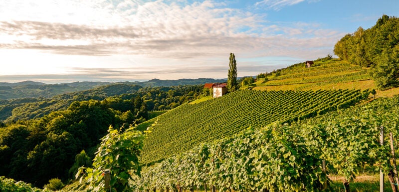 Vineyards under a cloudy sky
