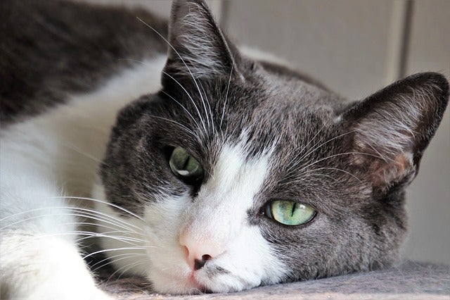 Gray and white cat with green eyes rests