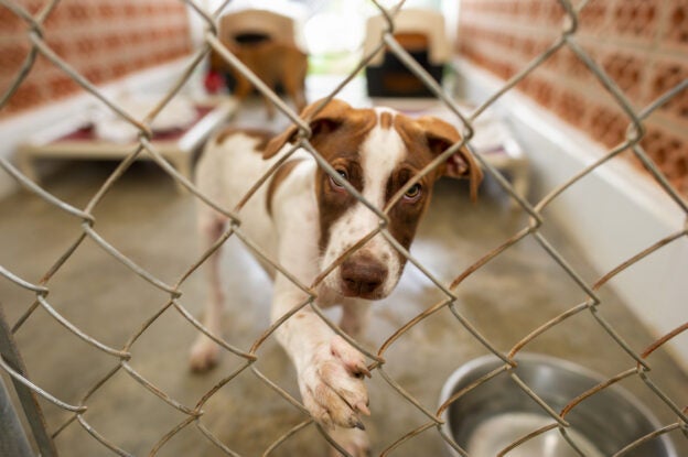 Webinar – 6/05/24 – Mitigating Risk in Animal Shelters and Rescues – The AAWA