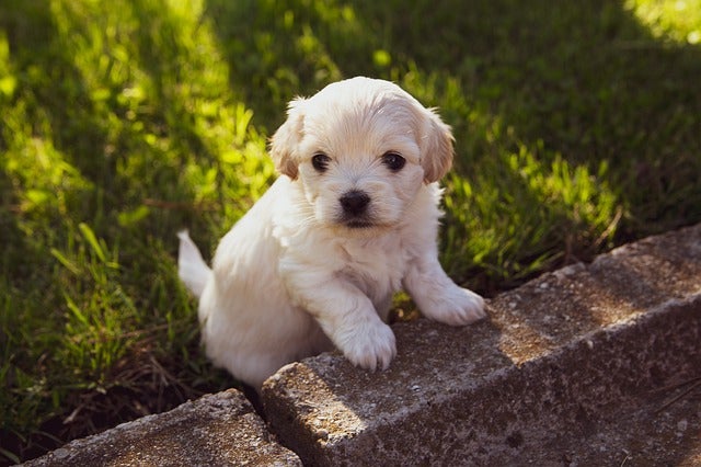 Puppy sits outside in sunlight