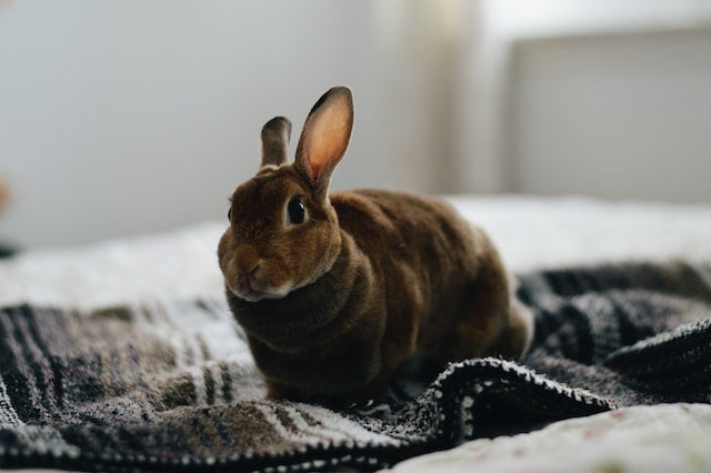 Pet rabbit sits on blanket