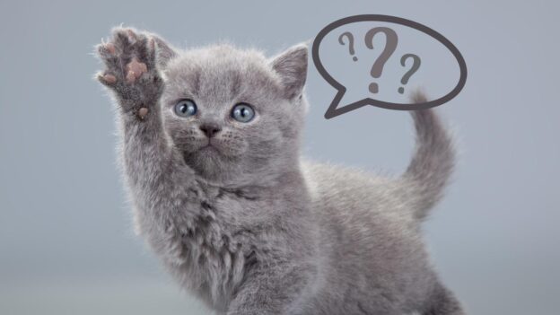 Online Event – 11/9/22 – Ask The NKC – National Kitten Coalition