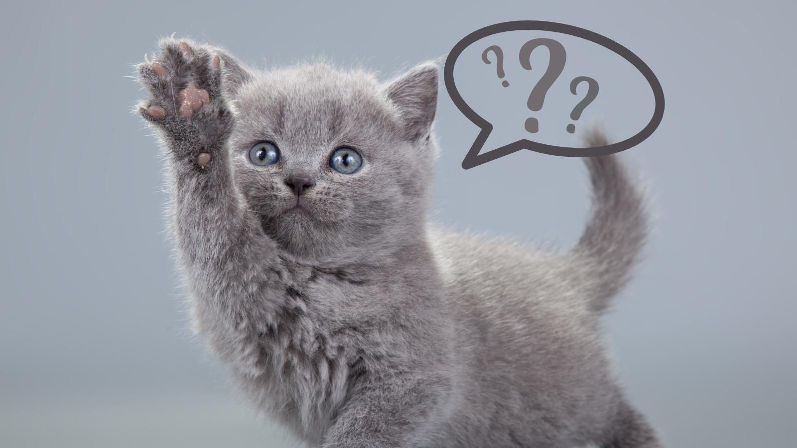 Ask the National Kitten Coalition Event