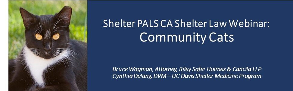 Shelter PALS Community Cats webinar