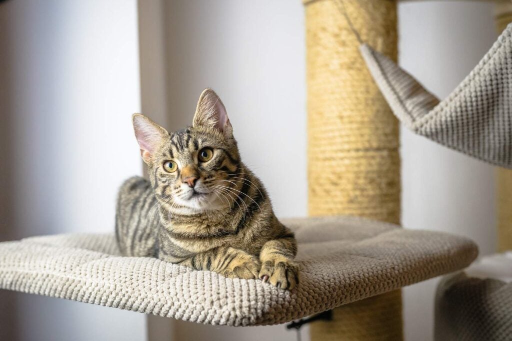 Tabby cat rests on level of cat tower