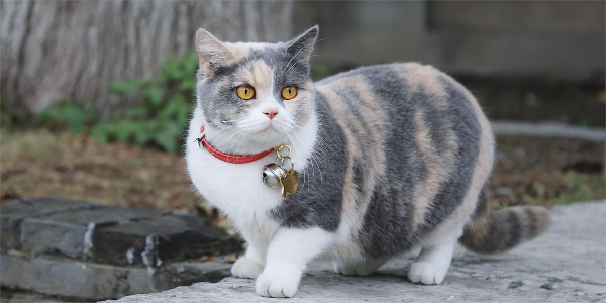 A cat stands outside wearing a red collar with ID tag