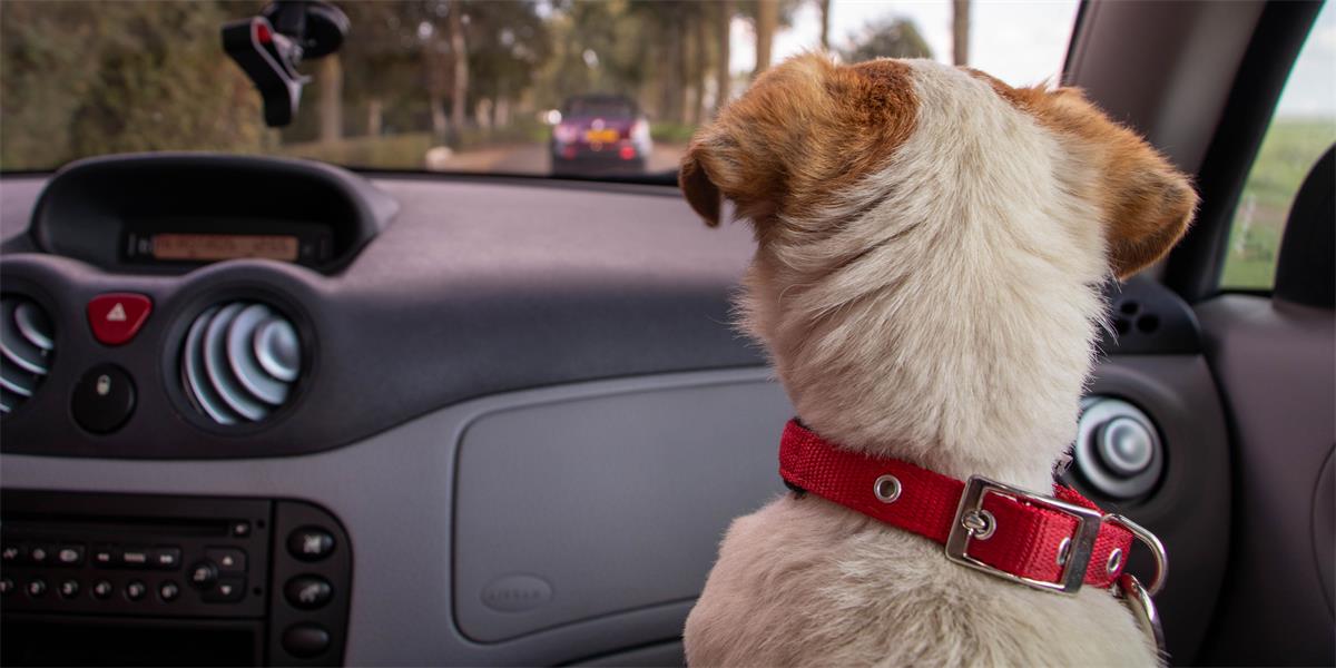Dog wearing red collar sits in car